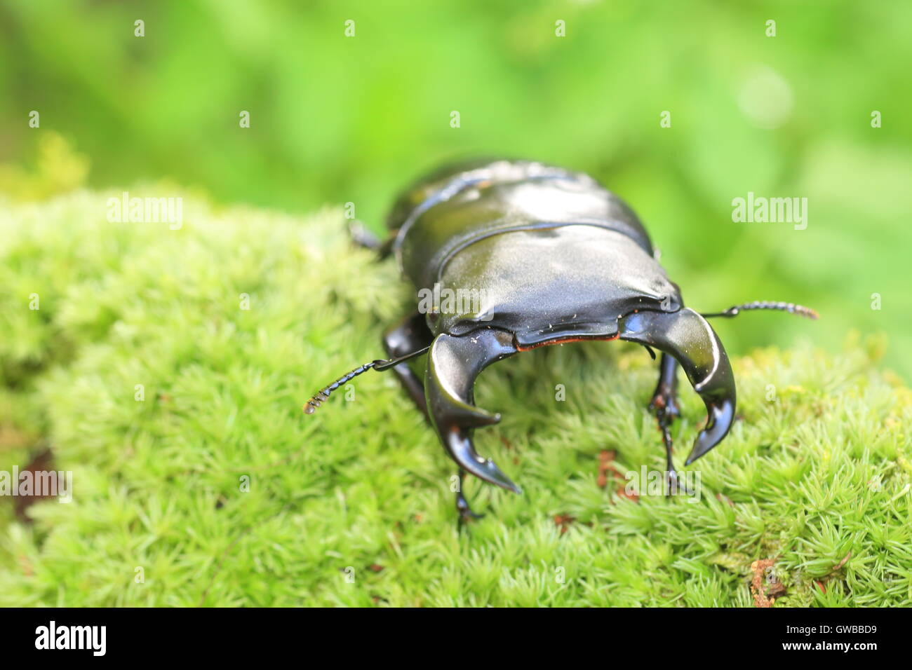 Gran japonés stag beetle (Dorcus hopei hopei) en China Foto de stock