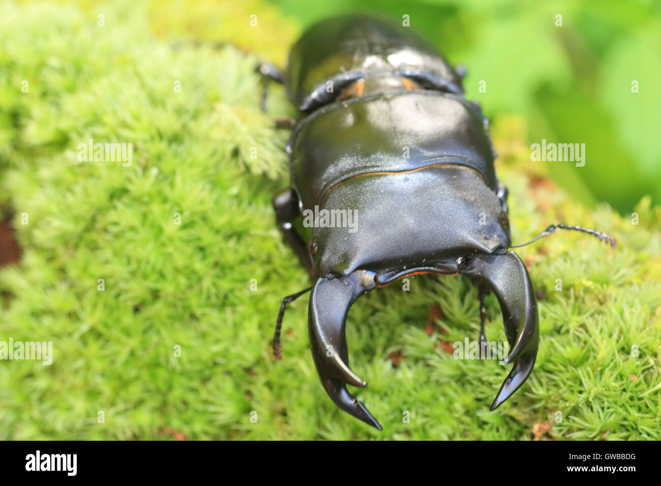 Gran japonés stag beetle (Dorcus hopei hopei) en China Foto de stock