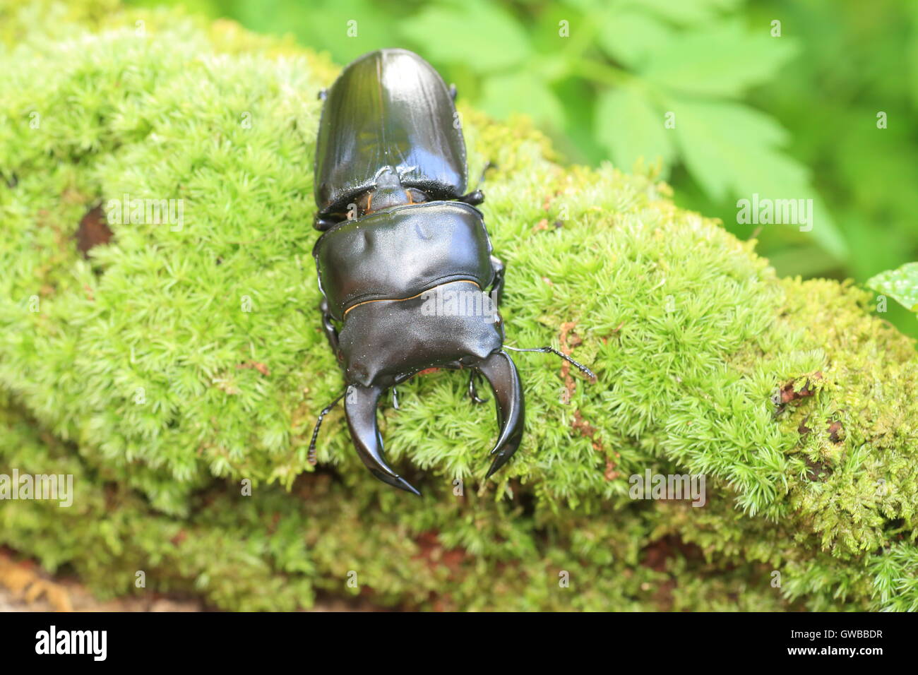 Gran japonés stag beetle (Dorcus hopei hopei) en China Foto de stock