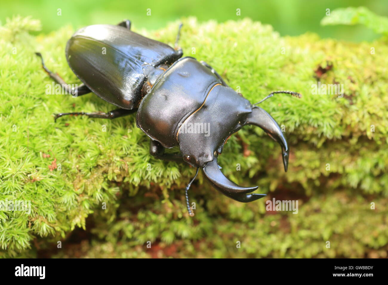 Gran japonés stag beetle (Dorcus hopei hopei) en China Foto de stock