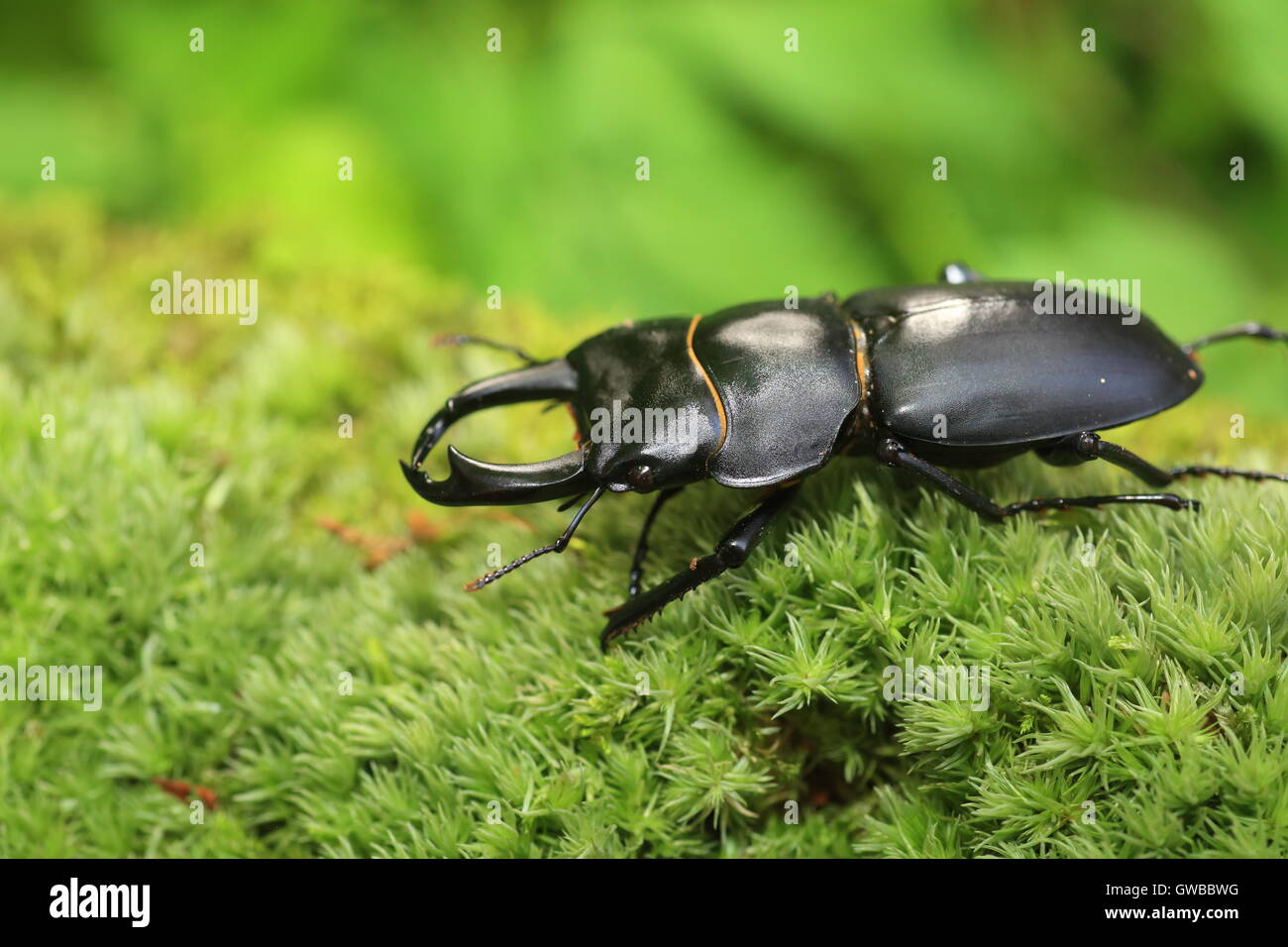 Dama japonesa stag beetle (Dorcus montivagus) macho en Japón Foto de stock