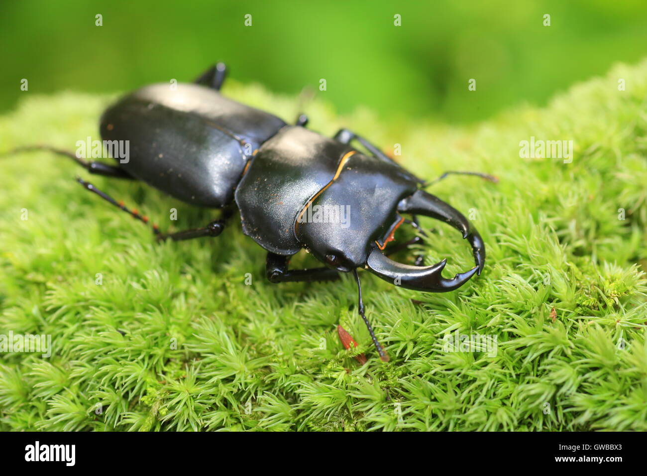 Dama japonesa stag beetle (Dorcus montivagus) macho en Japón Foto de stock