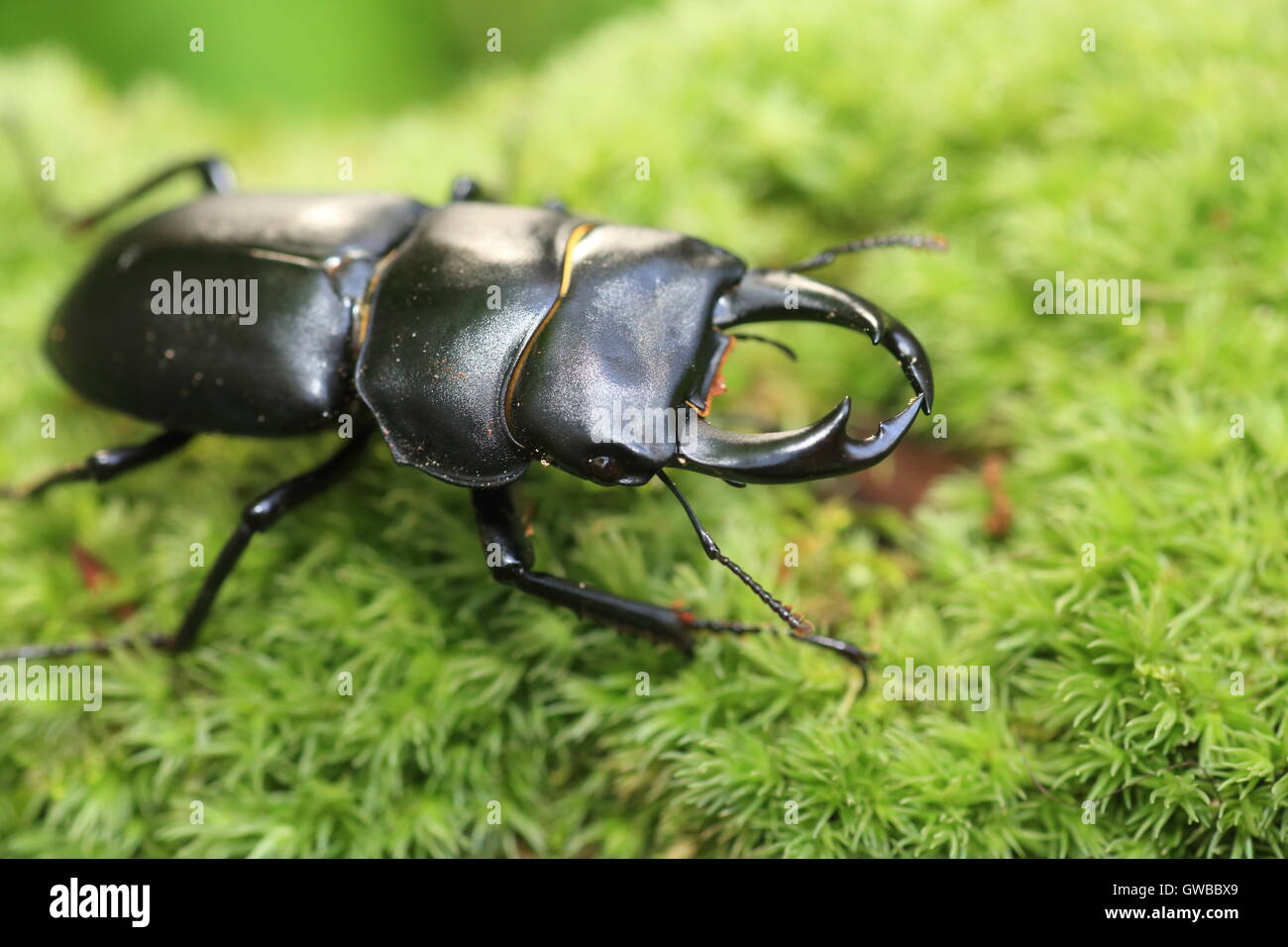 Dama japonesa stag beetle (Dorcus montivagus) macho en Japón Foto de stock