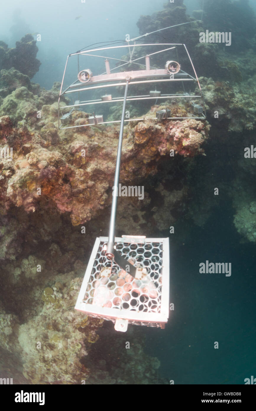 Cebadas remoto - Video submarino BRUV utilizado en Abrolhos área marina  protegida, para la investigación de la fauna de peces usando dos gopro.  Brasil Fotografía de stock - Alamy