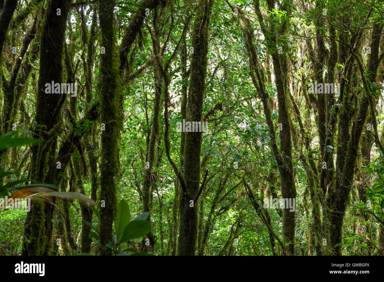 Selva en la reserva del bosque nuboso de Monteverde Fotografía de stock