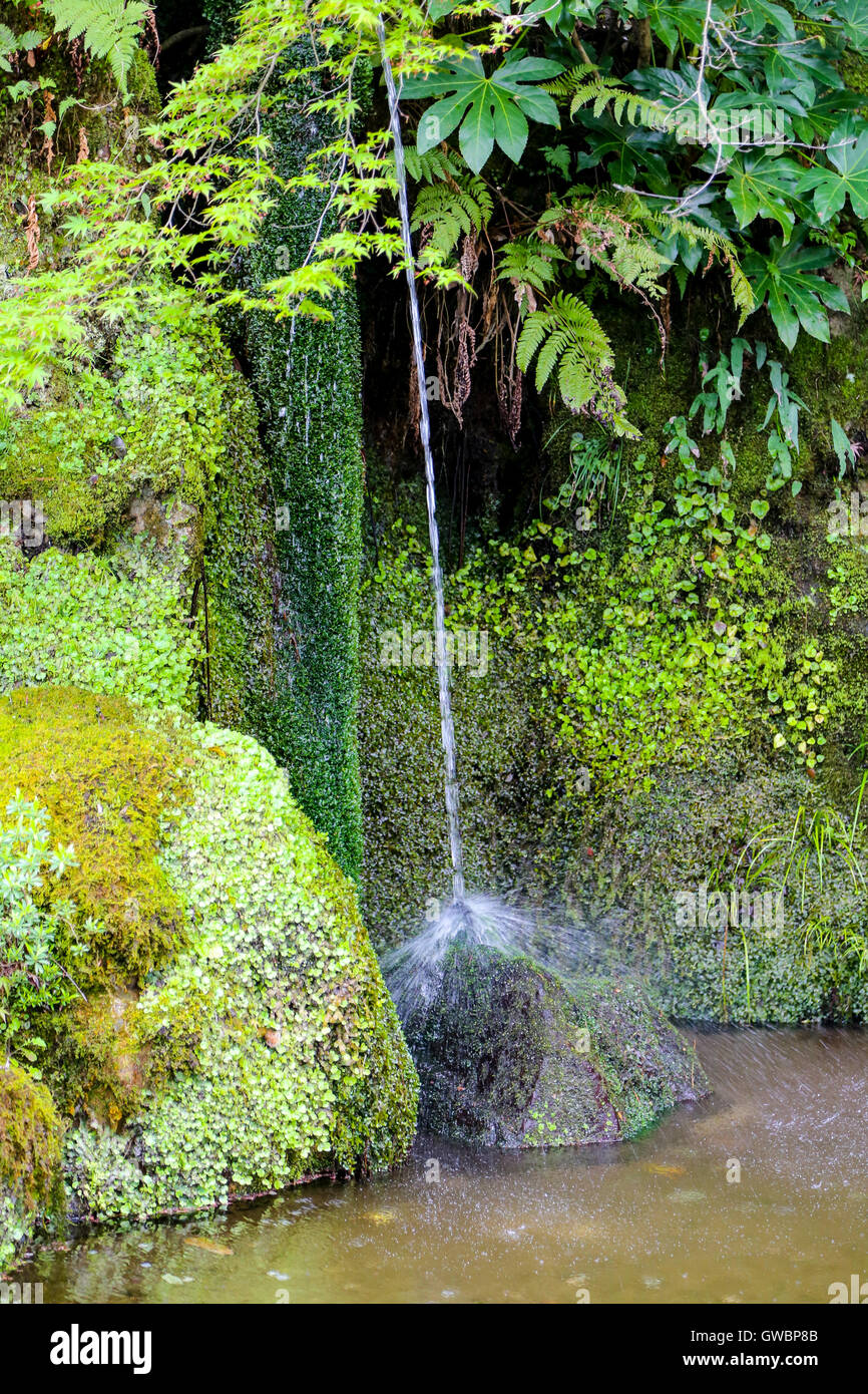Chorro de agua en un estanque con el verde de los helechos Foto de stock