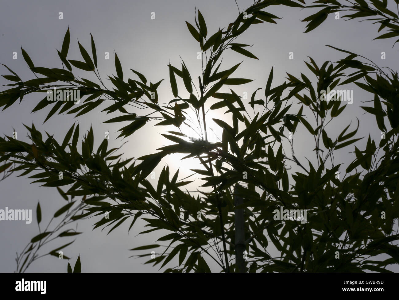 Silueta de hojas de bambú contra el sol Foto de stock