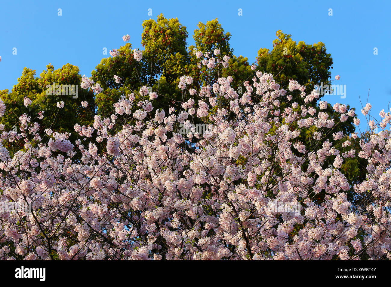 Flor de Cerezo sakura sobre un fondo de un árbol verde y cielos azules. Foto de stock