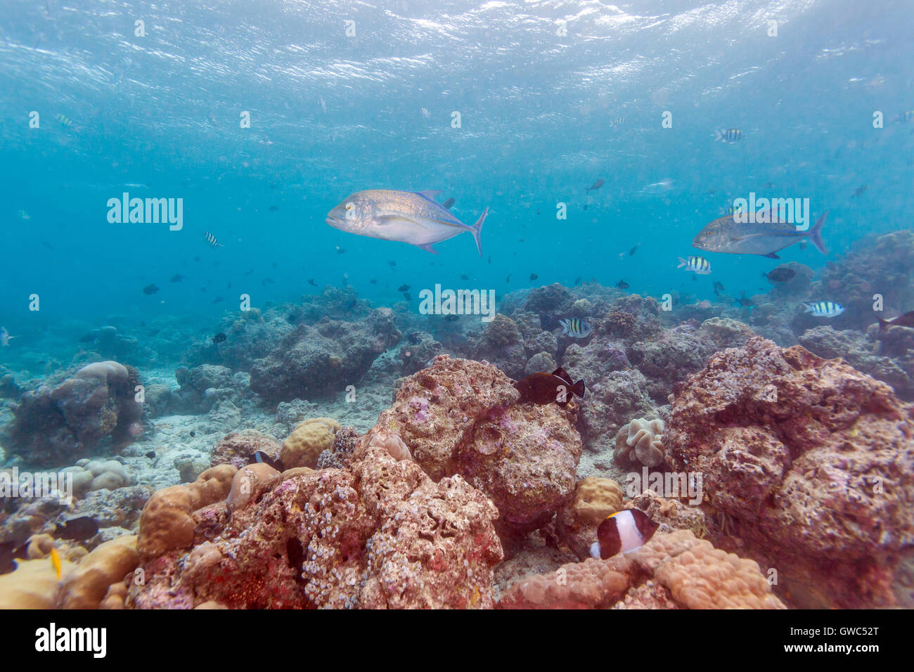 Grupo de atún rojo (Caranx melampygus trevallies) en aguas poco profundas de los arrecifes de coral, las Maldivas Foto de stock