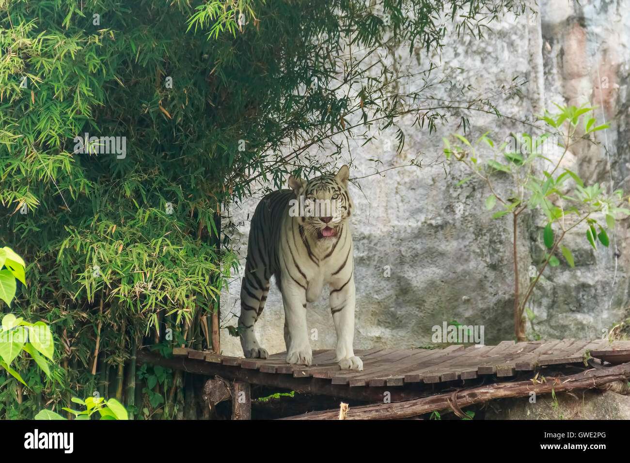 Tigre blanco con franjas en foco seleccionado Foto de stock