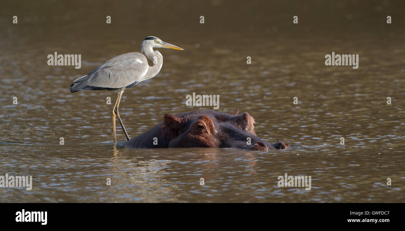 Garza real (Ardea cinerea) encaramado en lo alto de un hipopótamo (Hippopotamus amphibius) en agua Foto de stock