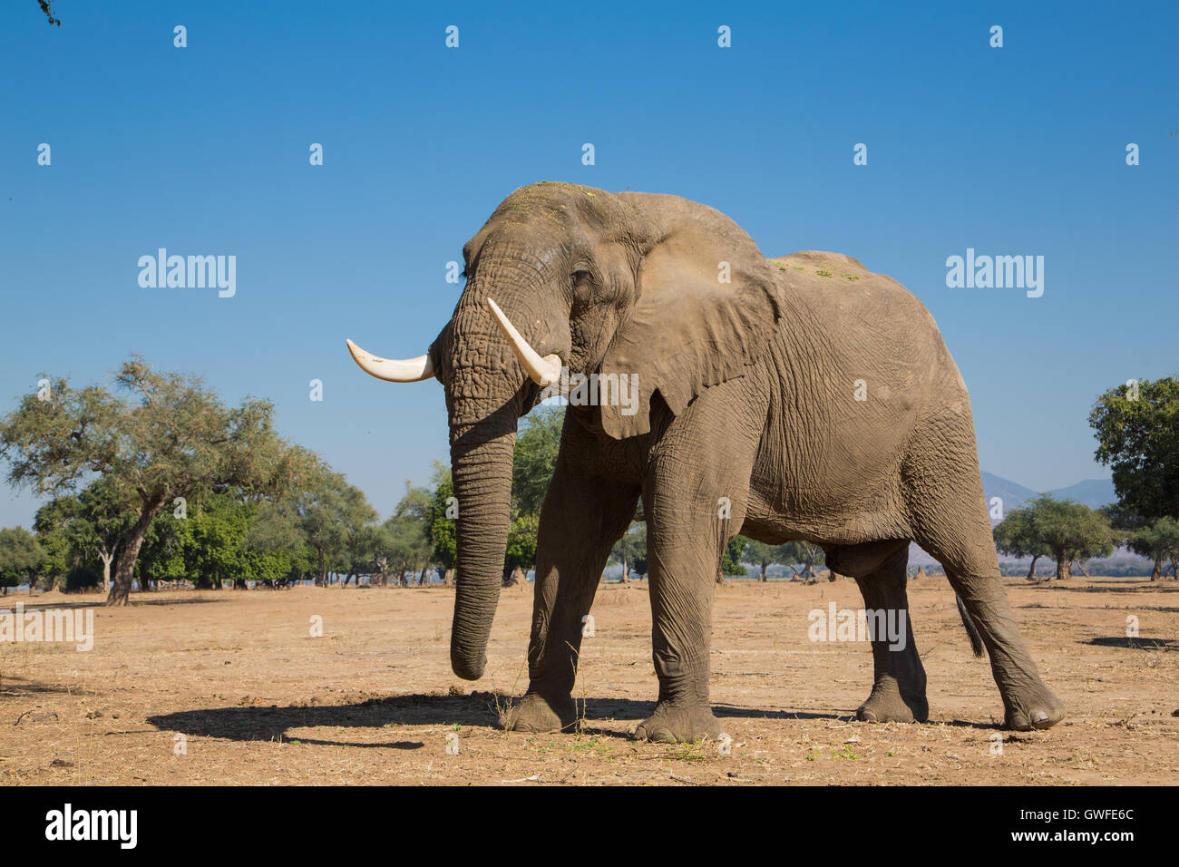 Bull del elefante africano (Loxodonta africana) Foto de stock