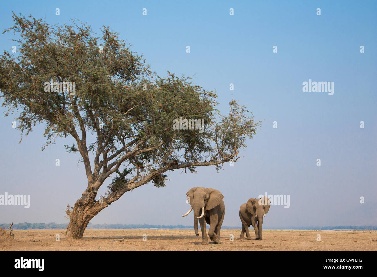 Dos toros de elefante africano (Loxodonta africana), camina más allá de un árbol de Ana (Faidherbia albida) a través de la llanura seca por el Zambezi ri Foto de stock