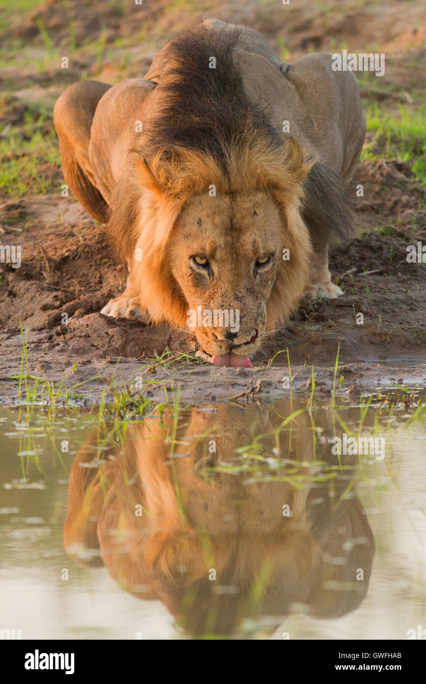 León macho (Panthera leo), reflejo en el agua potable Foto de stock