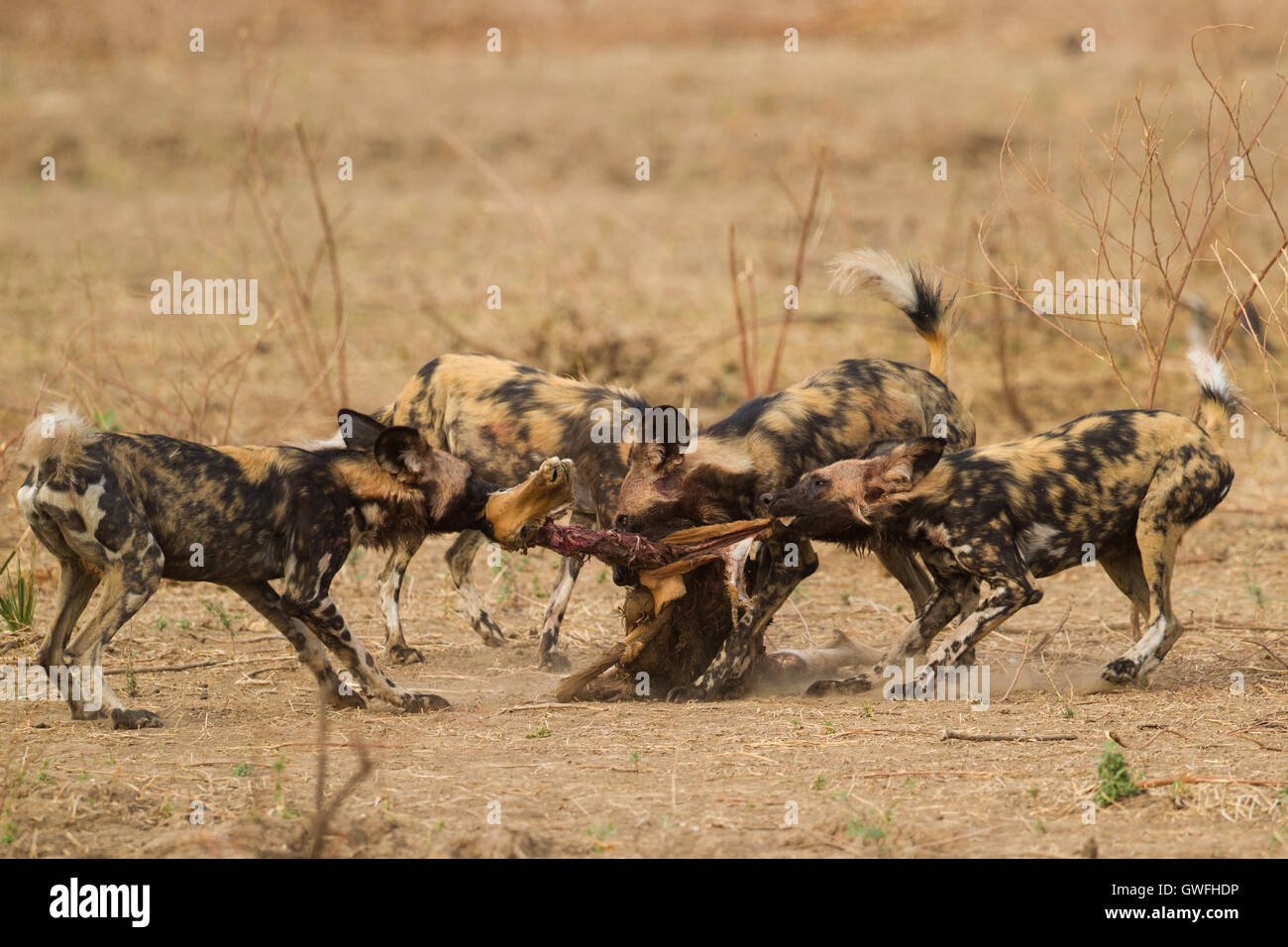 Perro salvaje africano (Lycaon pictus) Extracción de un cadáver de Impala (Aepyceros melampus) Foto de stock