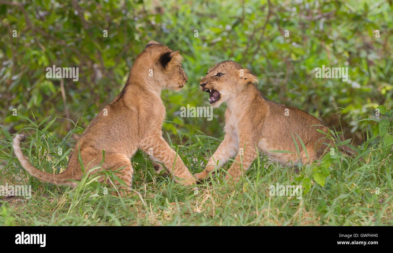 Dos cachorros de león (Panthera leo) play-combates Foto de stock