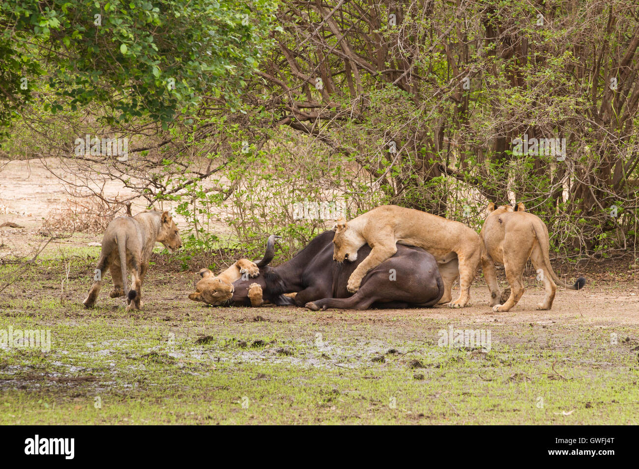 León (Panthera leo) matar a un búfalo africano (Syncerus caffer) Foto de stock