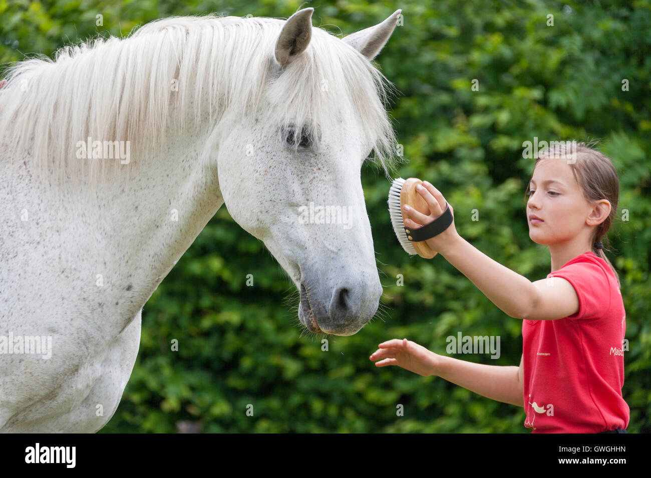 Chica caballo gris cepillado. Alemania Foto de stock