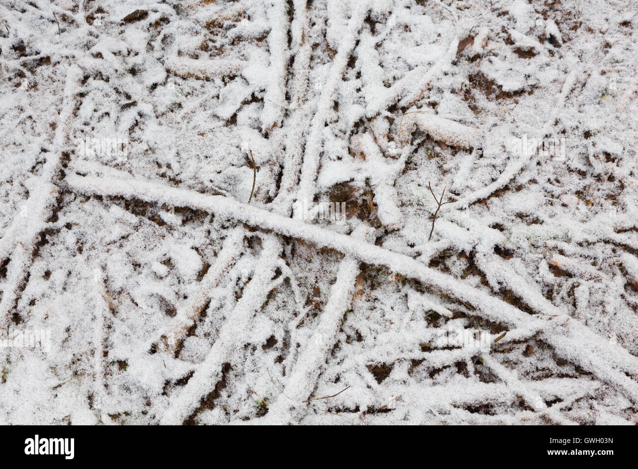 La escarcha y la nieve restos de madera envuelto en invierno Foto de stock