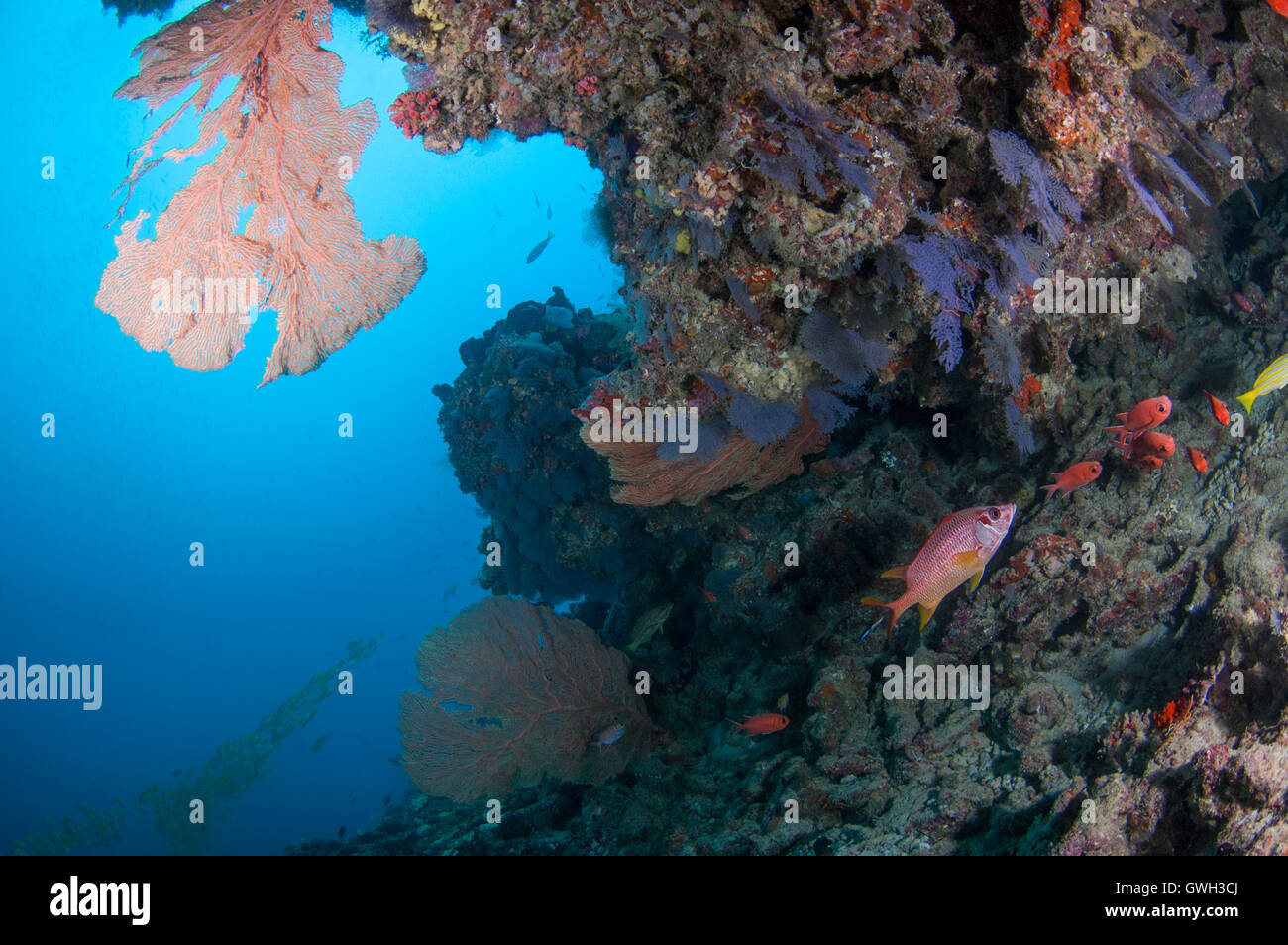 Pared de arrecifes de coral con una mezcla de coral ventilador gorgonias y corales blandos. Foto de stock