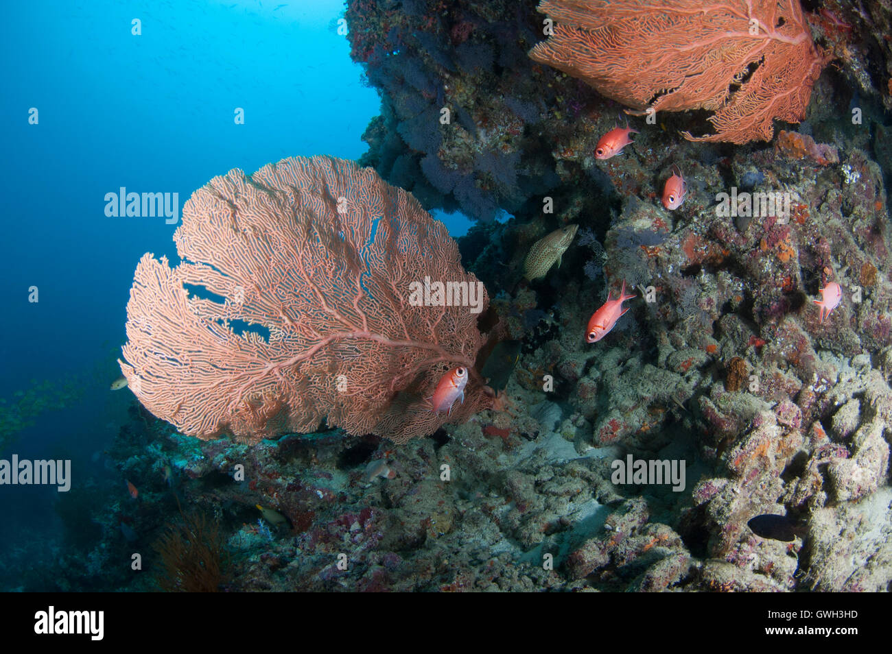 Ventilador gigante en el arrecife de coral en las Maldivas. Foto de stock