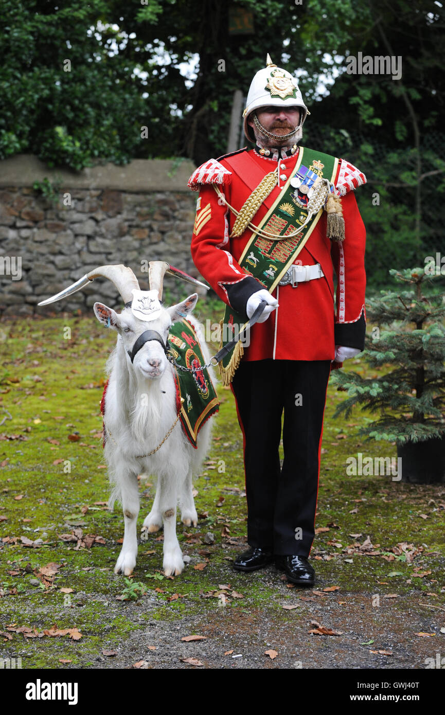 Swansea, Gales, Reino Unido. Alamy Stock. Royal Welsh (antiguamente el 3º Batallón del Regimiento Royal Welsh) mascota, Shenkin la cabra. Foto de stock