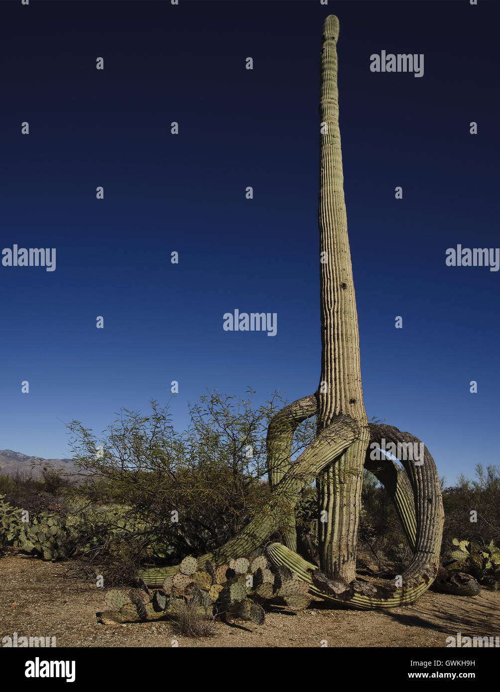 Llamado The Walking cactus. Este viejo cactus cayendo ramas dan la