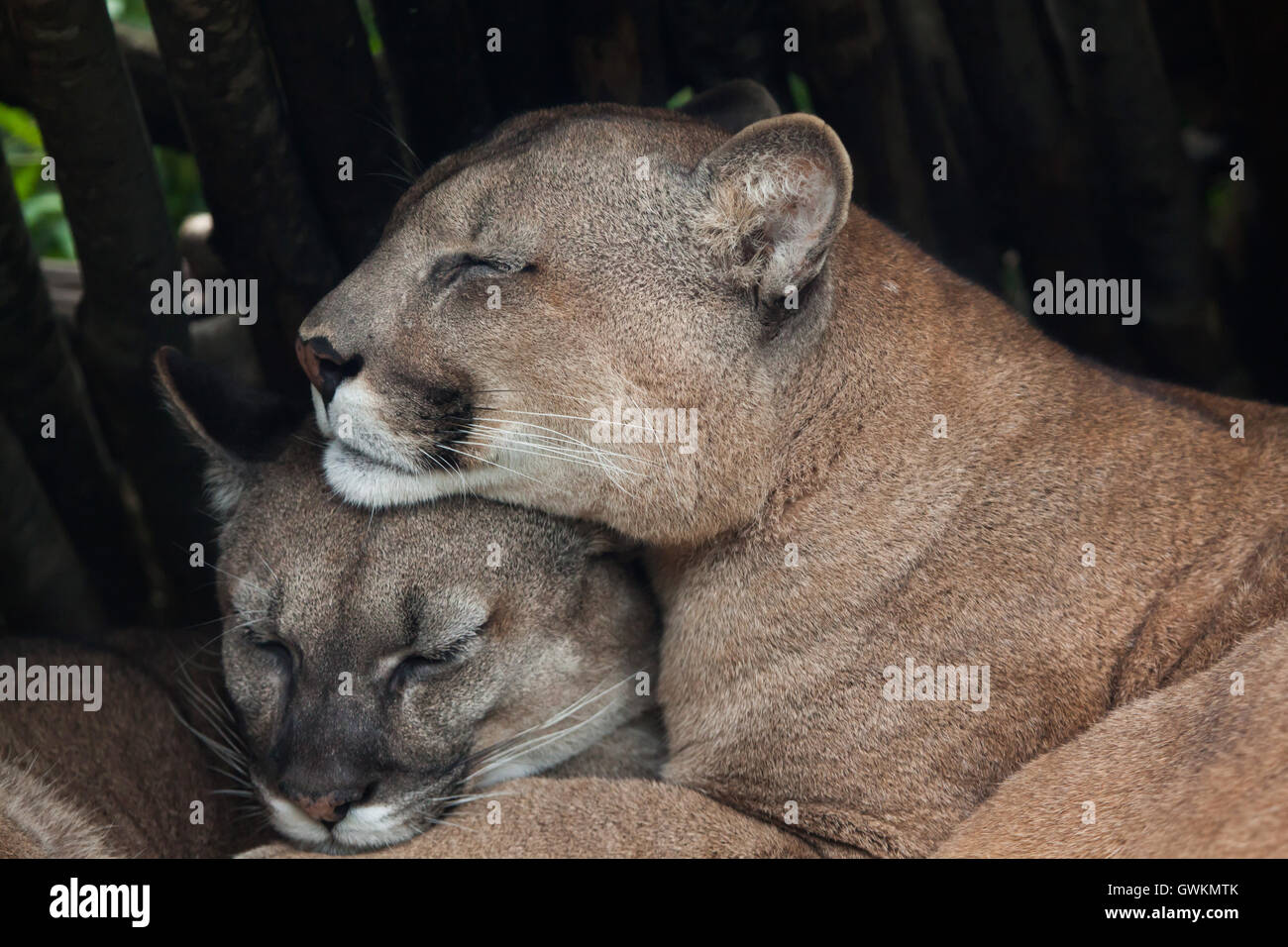 Debilidad físicamente caja de cartón Puma chileno fotografías e imágenes de alta resolución - Alamy