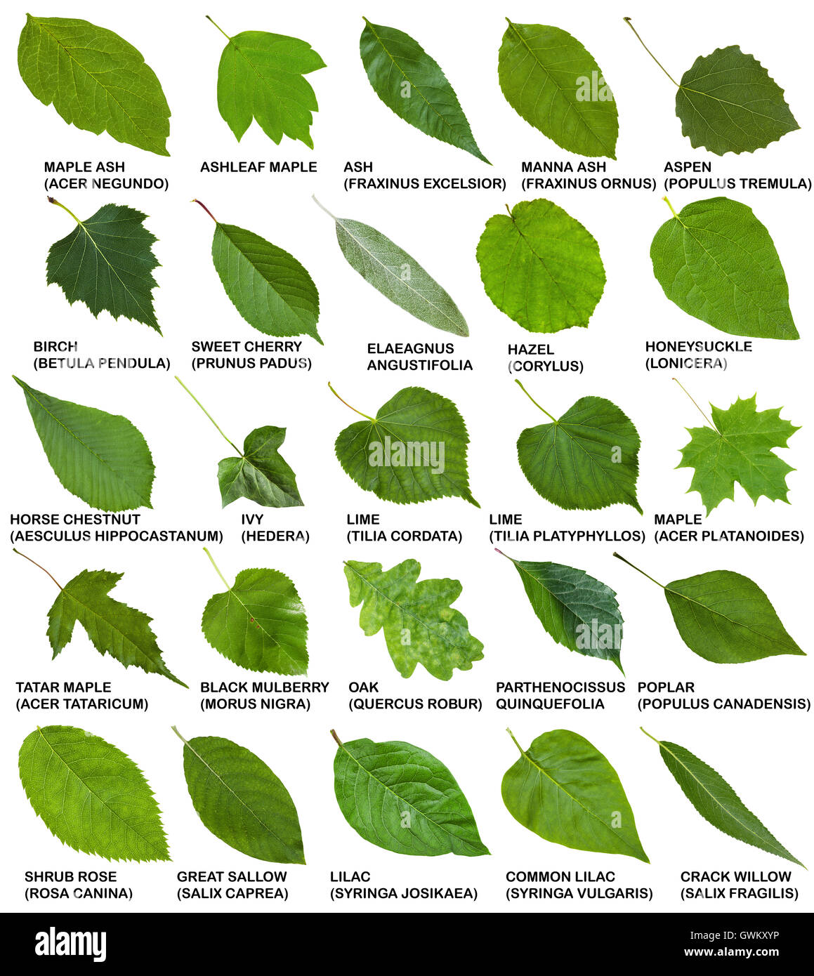 Las hojas verdes de los árboles y arbustos con nombres aislados sobre fondo blanco. Foto de stock