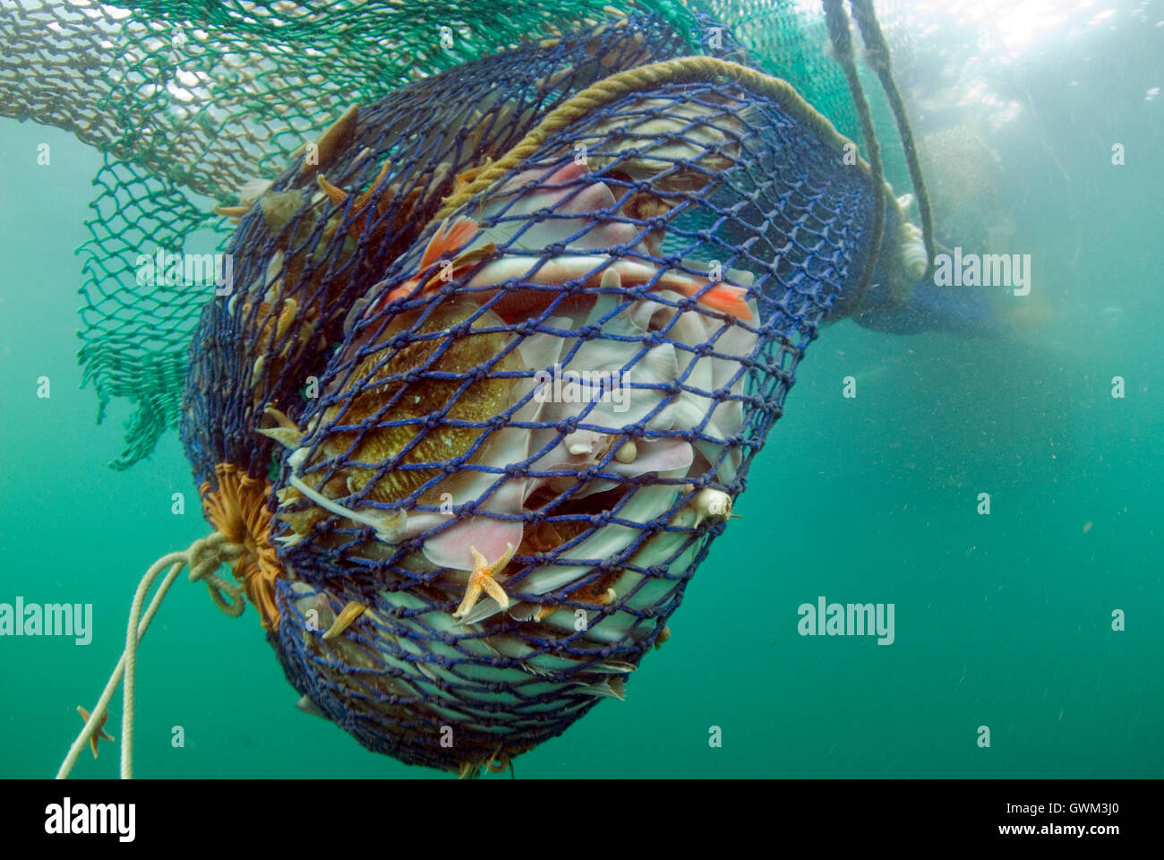 Una red de arrastre, lleno de peces, es acarreada a la superficie. La pesca de arrastre de fondo es uno de los más extendidos y controvertida Foto de stock