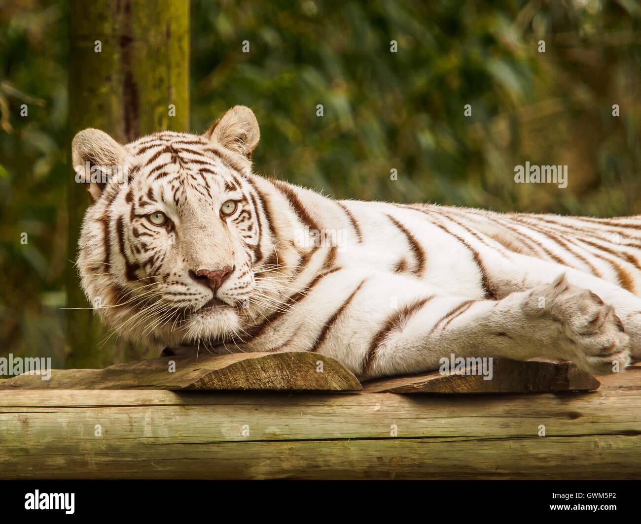 Un tigre de Bengala blanco mira, mostrando sus ojos azules, en un santuario de grandes felinos en la provincia Oriental del Cabo de Sudáfrica Foto de stock