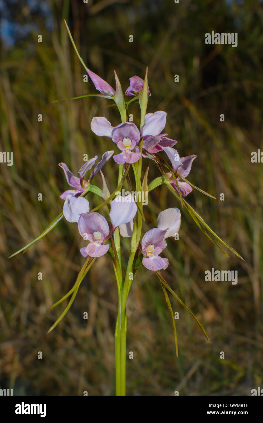 Burro Purple Orchid. Foto de stock