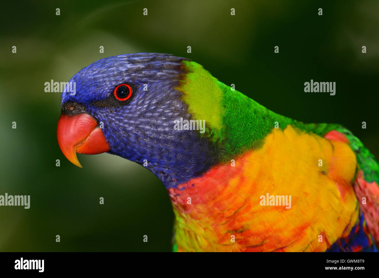 Rainbow Lorikeet retrato. Foto de stock