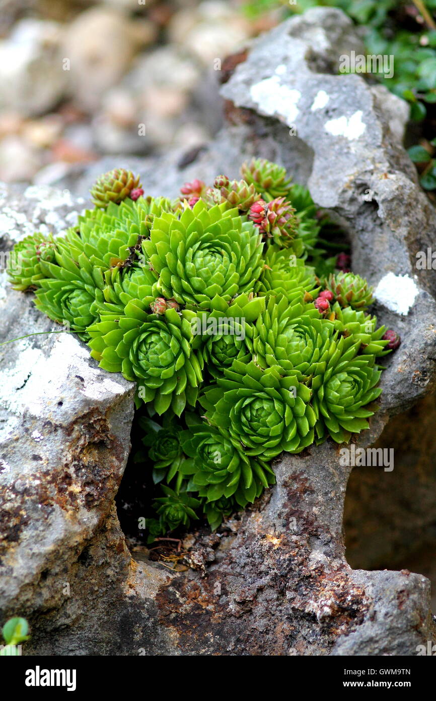 Plantas Suculentas en el jardín de piedras Fotografía de stock - Alamy