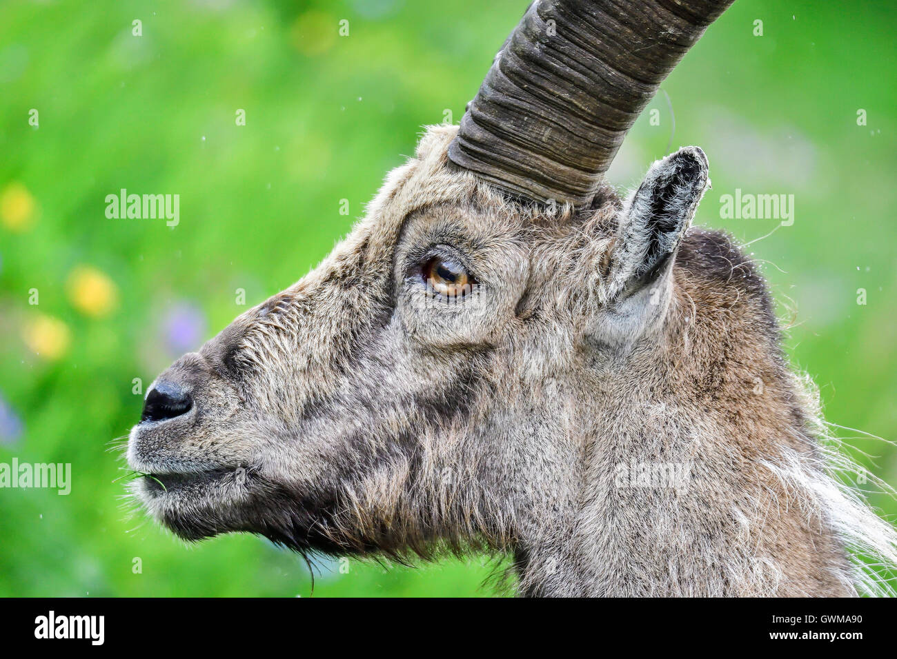Ibex alpino Foto de stock