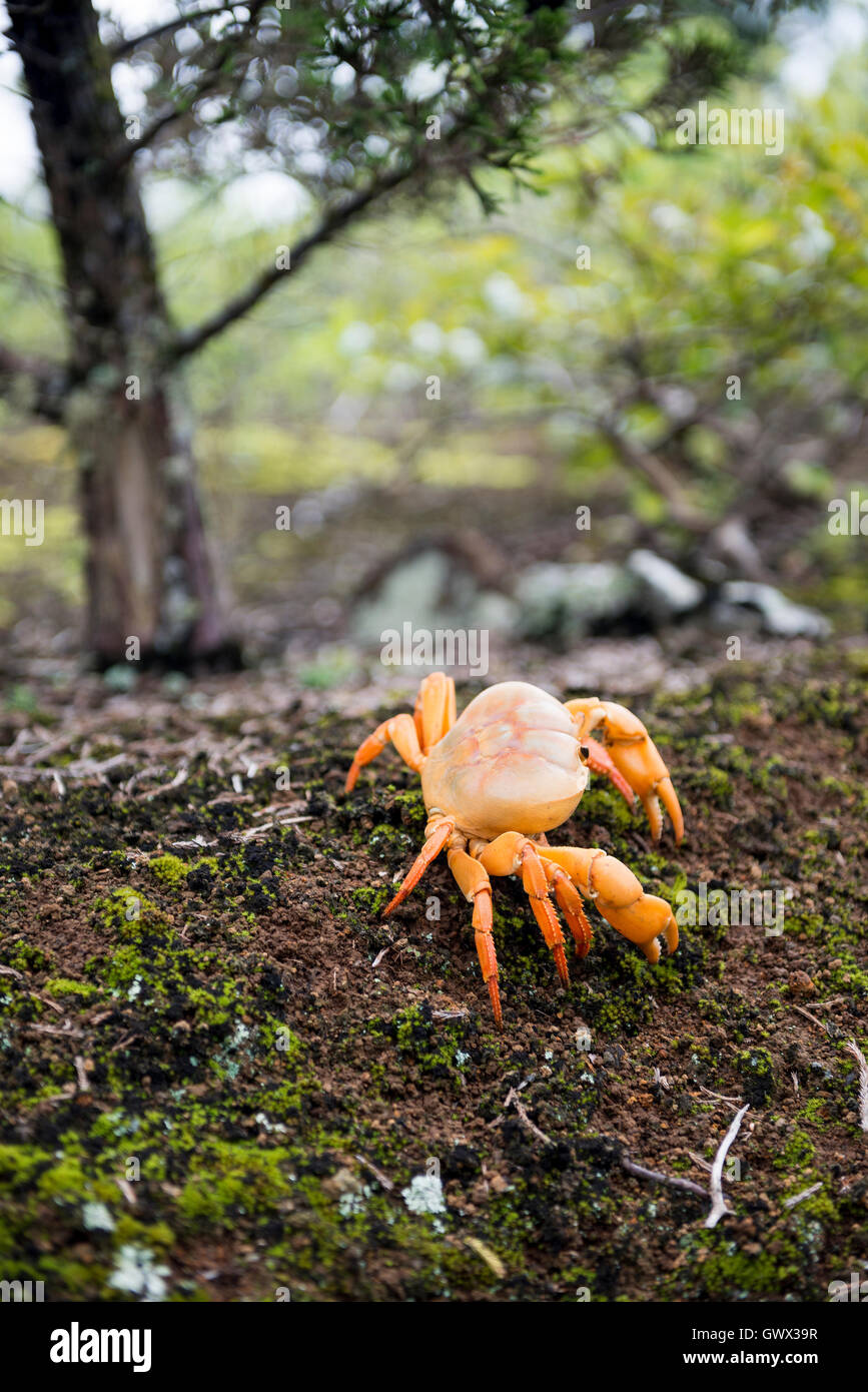 Cangrejo terrestre de la isla de Ascensión en hábitat natural Foto de stock