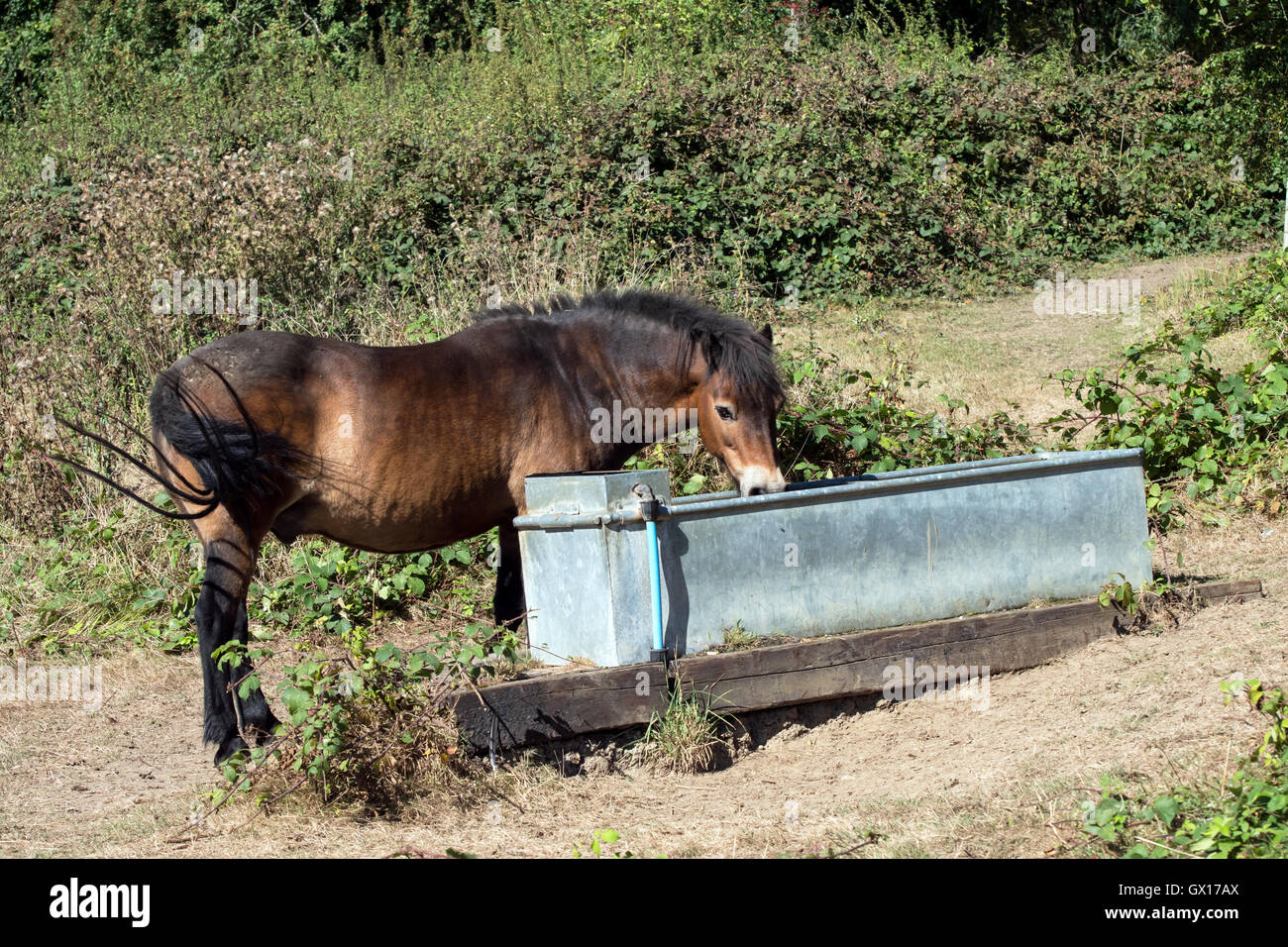 Beber de caballos en un comedero de agua Fotografía de stock - Alamy