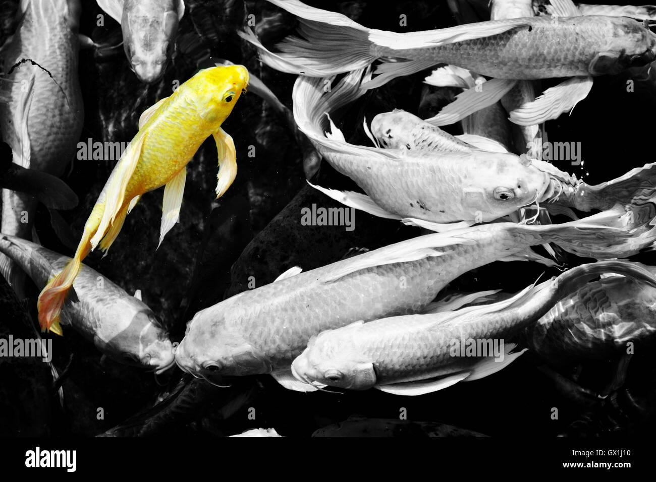 Oro koi fish, Cyprinus carpio Foto de stock