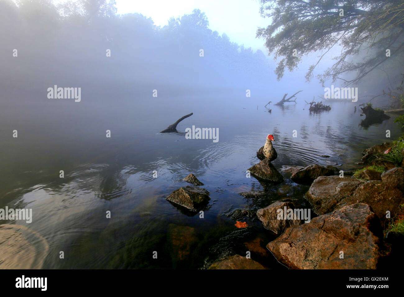 Misty mañana banco del río con un ganso salvaje. Foto de stock