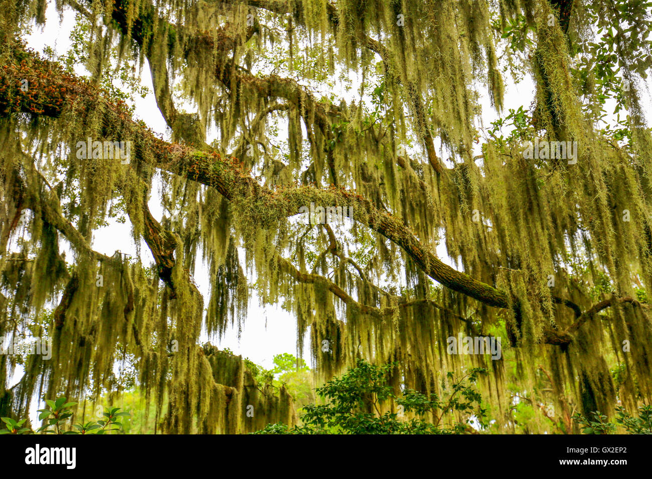 Los árboles colgantes con musgo español en el sur de los Estados Unidos. Foto de stock