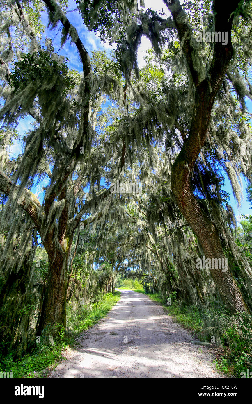 Calle con árboles sobresale con musgo español en el sur de los Estados Unidos. Foto de stock