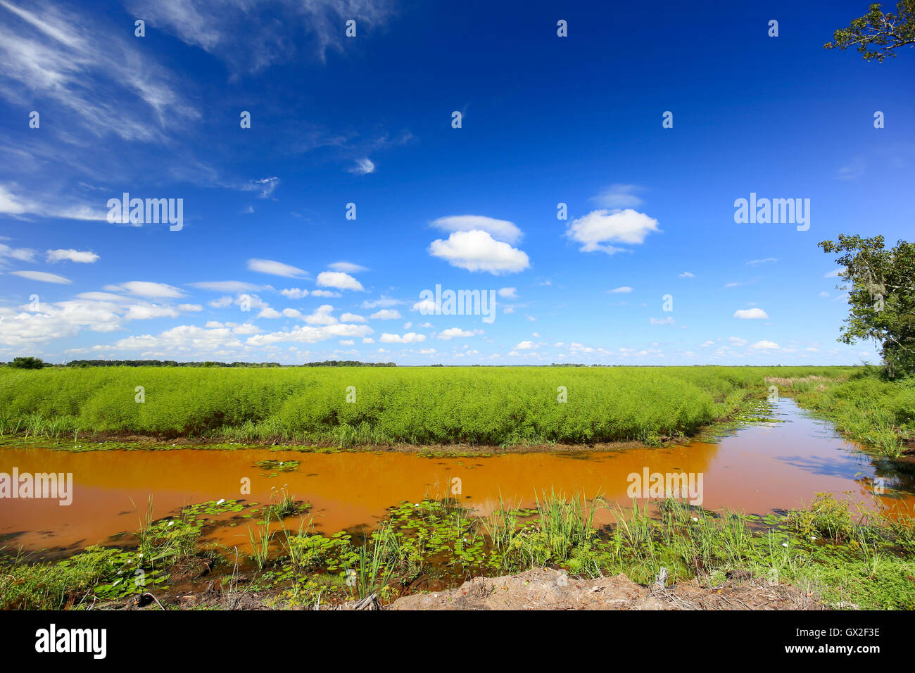 Riberas fangosas con el cielo azul y el campo verde. Foto de stock