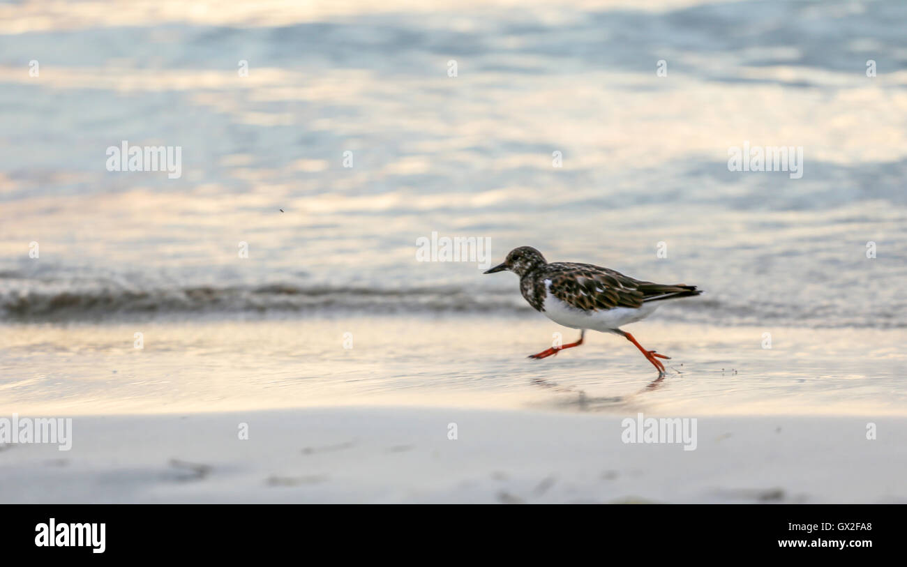 Pequeña limícola pájaro se ejecuta en una orilla del océano al atardecer. Foto de stock