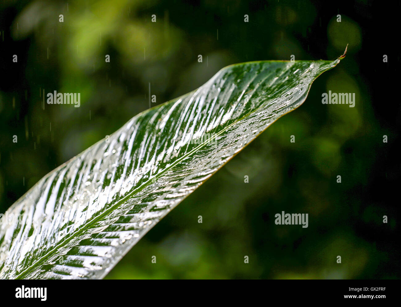Hoja verde bajo la lluvia en un bosque tropical. Foto de stock