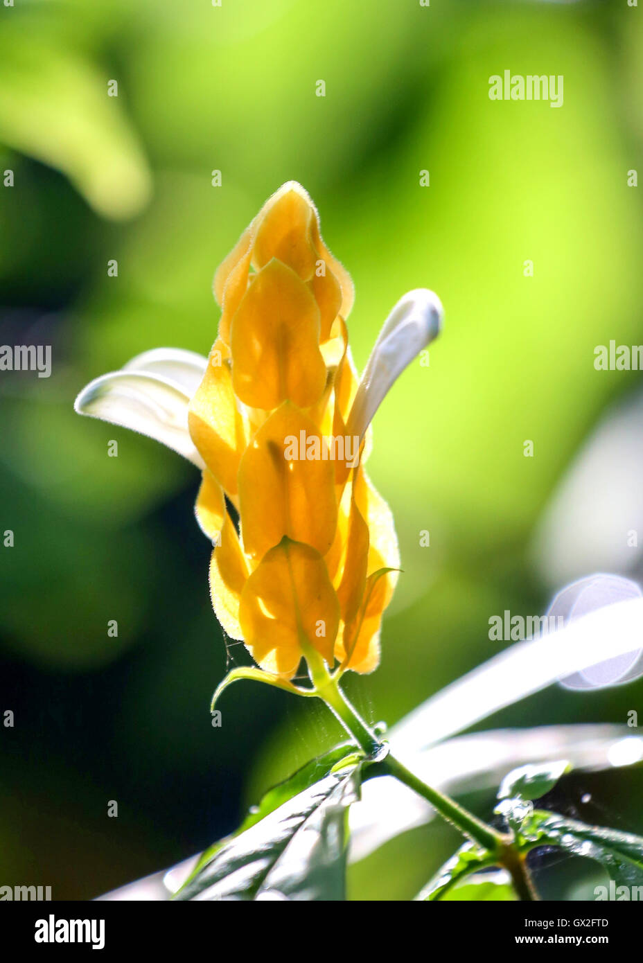 Amarillo flor tropical con fondo verde. Foto de stock