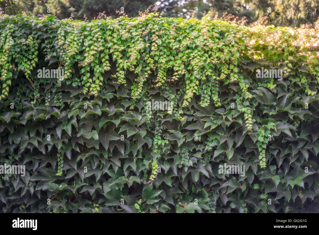 Exuberantes virginia muro de recubrimiento Parthenocissus tricuspidata reductor Foto de stock