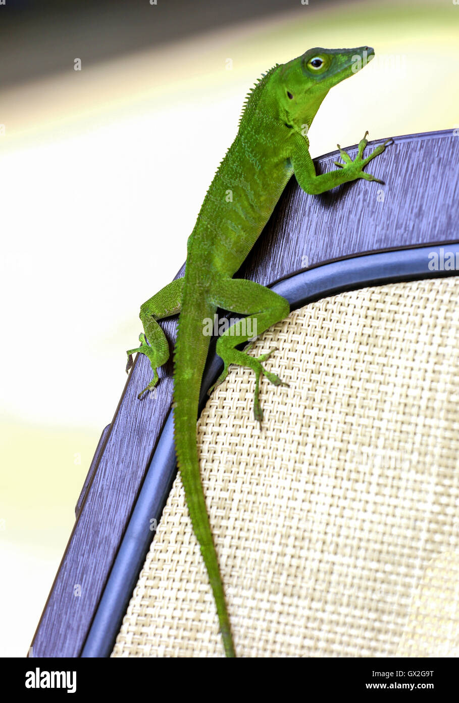 Iguana verde lagartija sentado en una silla. Foto de stock