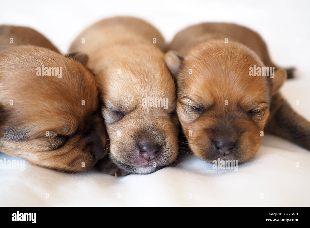 Recién nacido con perro fotografías e imágenes de alta resolución - Alamy