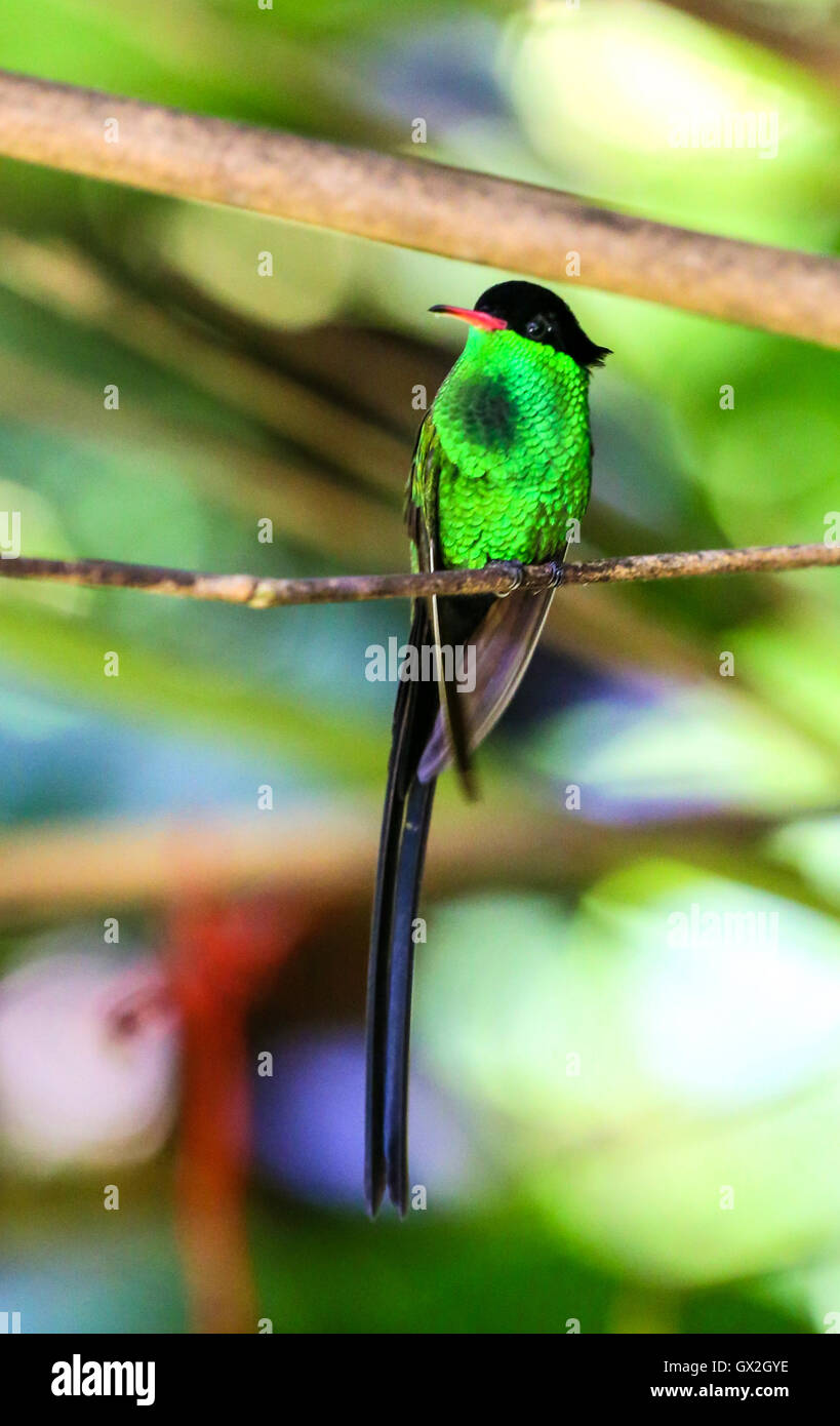 Colibrí macho donde se posan en una rama con plumas de pecho de color verde brillante. Foto de stock