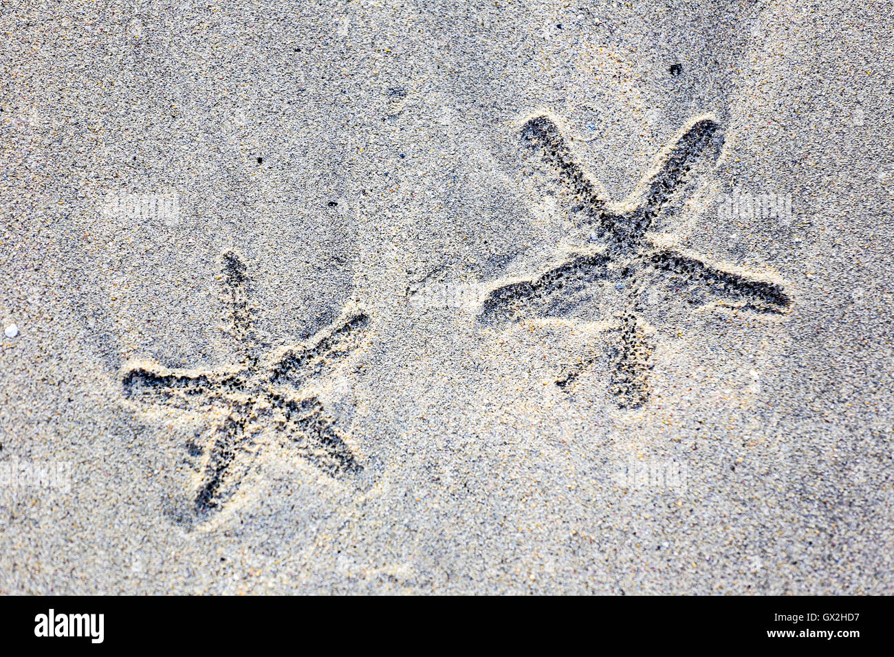 Esquema de dos en forma de estrella de mar en una playa de arena. Foto de stock